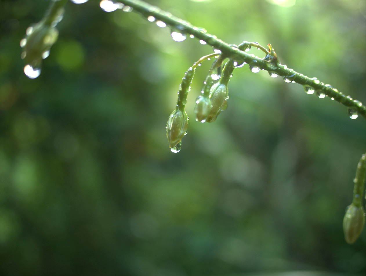 buds and water drops, Hawai‘i, Hawai‘i