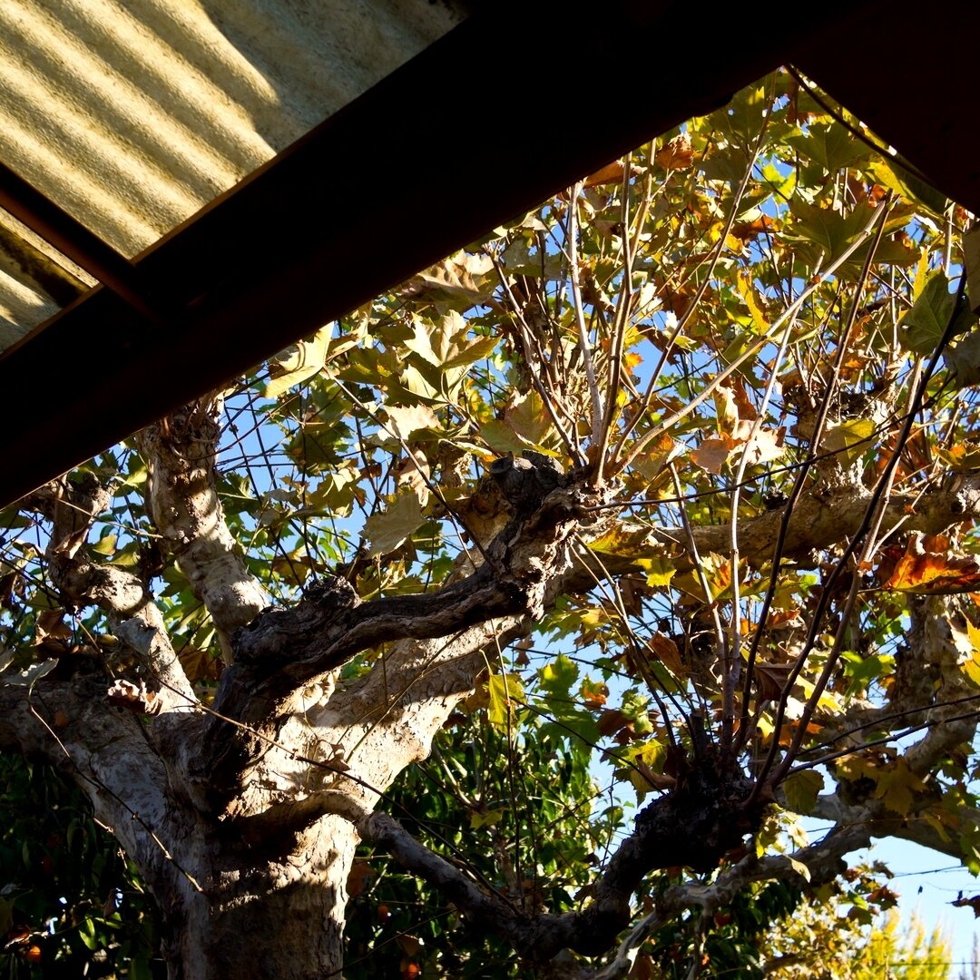 fall sycamore, San José, California