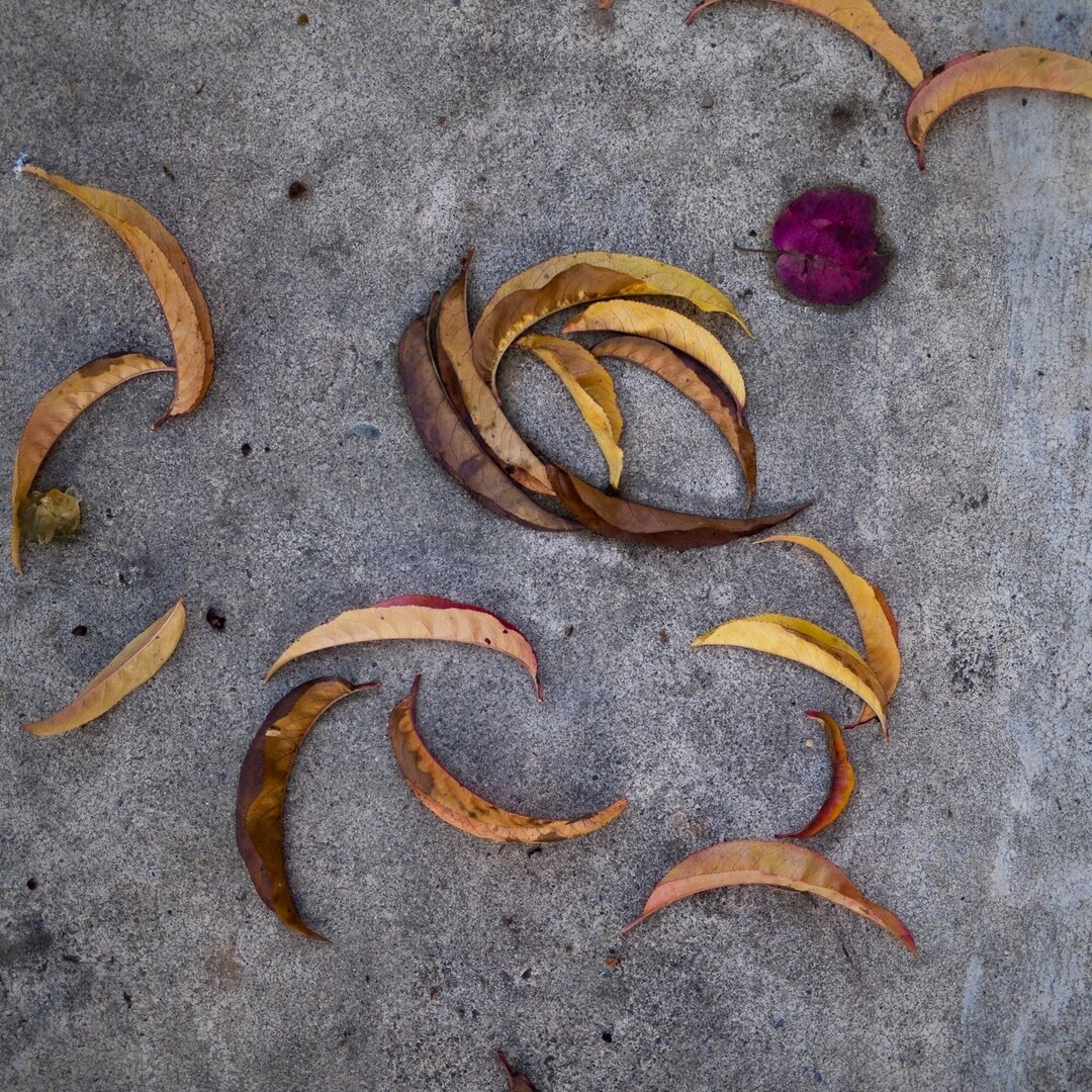 yellow leaves and concrete, San José, California