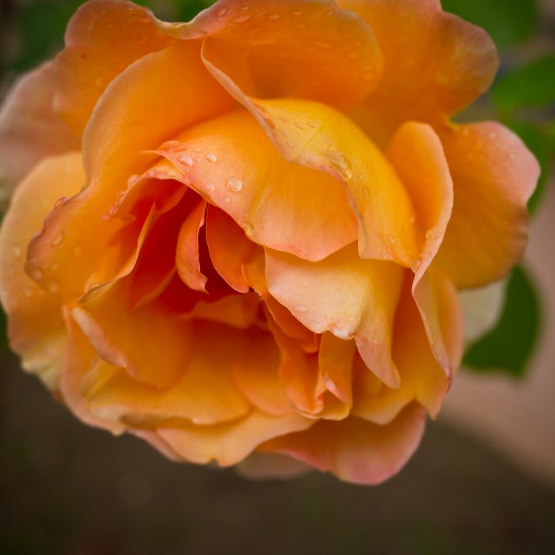peach-colored rose, San José, California