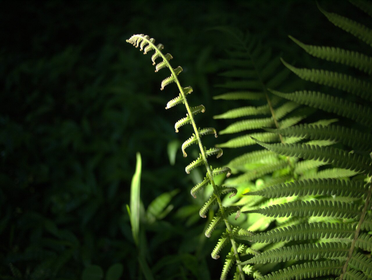 young fern, Hawai‘i, Hawai‘i