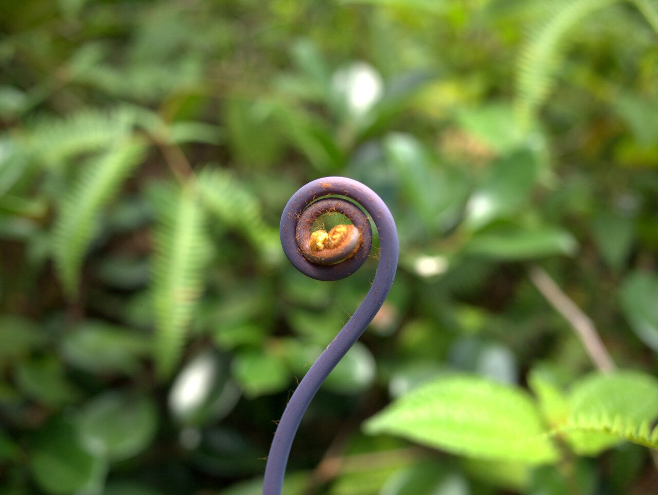 fiddlehead fern, Hawai‘i, Hawai‘i