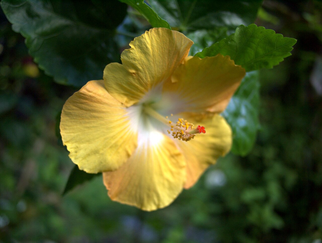 yellow hibiscus, Hawai‘i, Hawai‘i