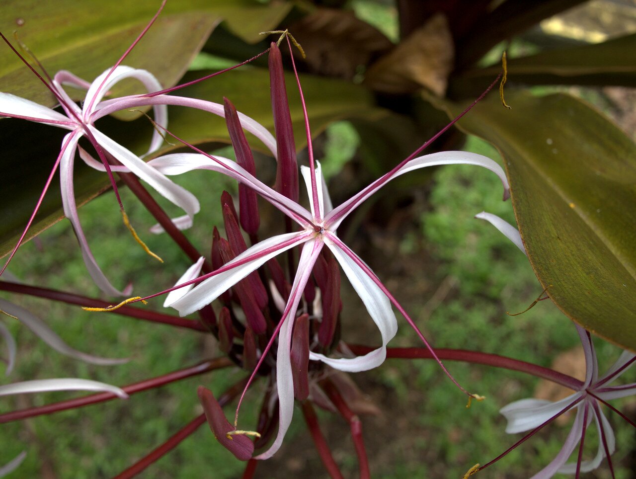 red spider lily, Hawai‘i, Hawai‘i