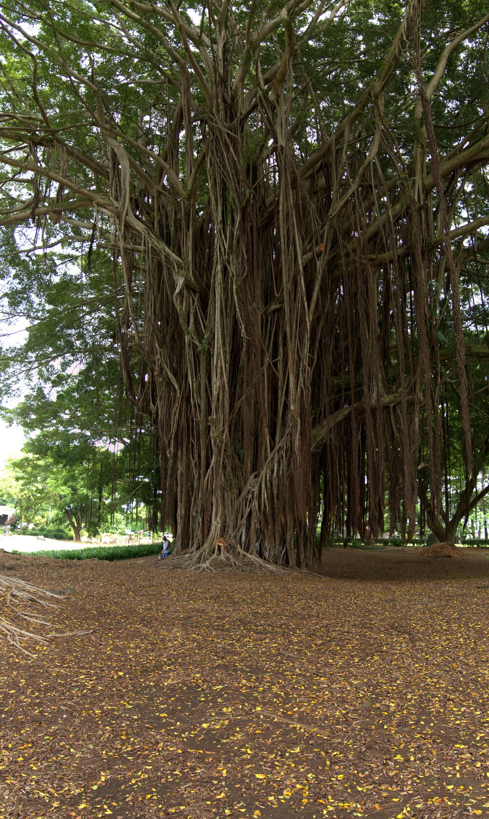 banyan tree, Hilo, Hawai‘i