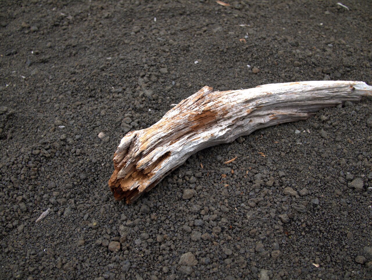 driftwood and lava, Hawai‘i, Hawai‘i
