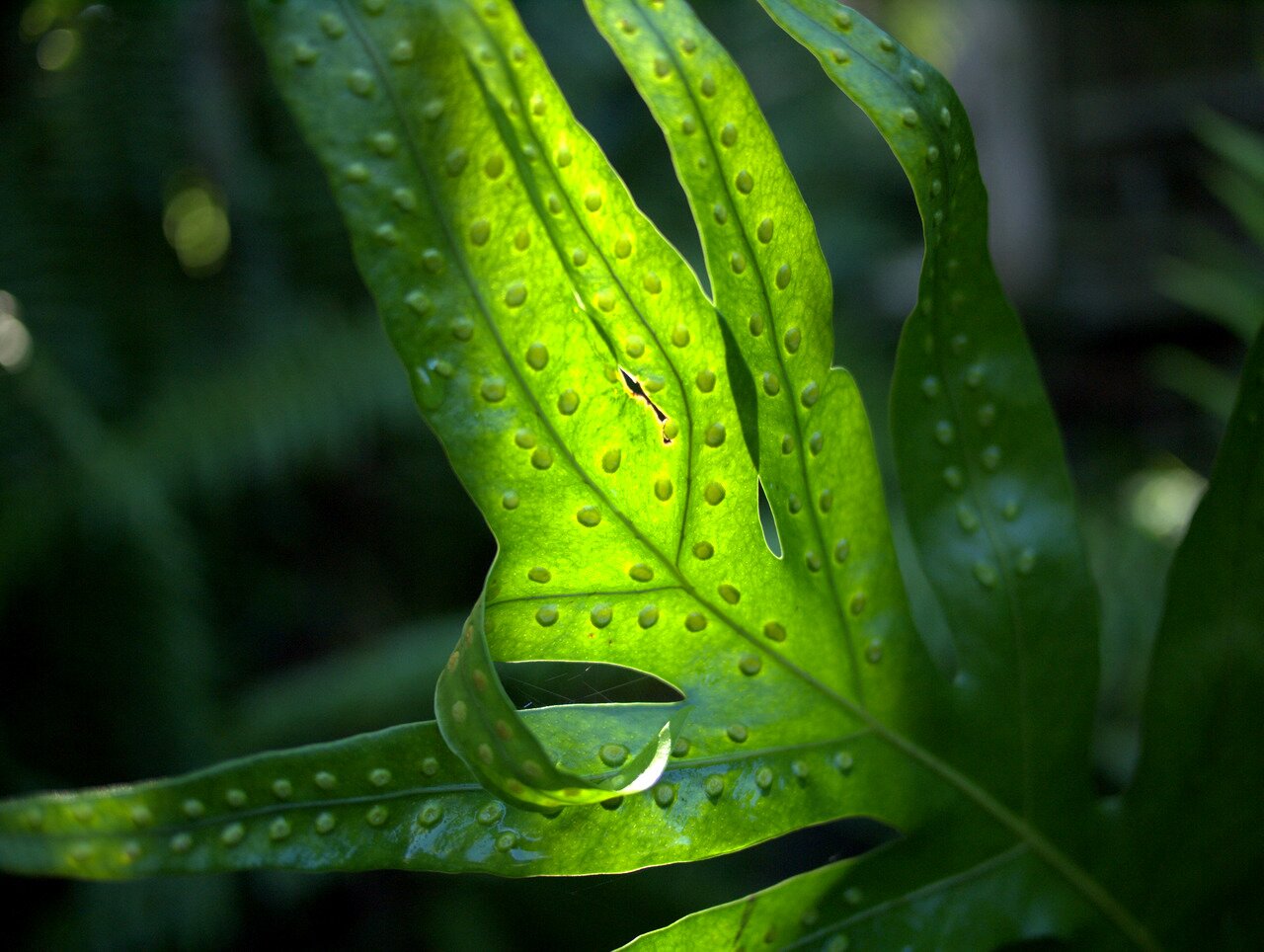 backlit fern, Hawai‘i, Hawai‘i