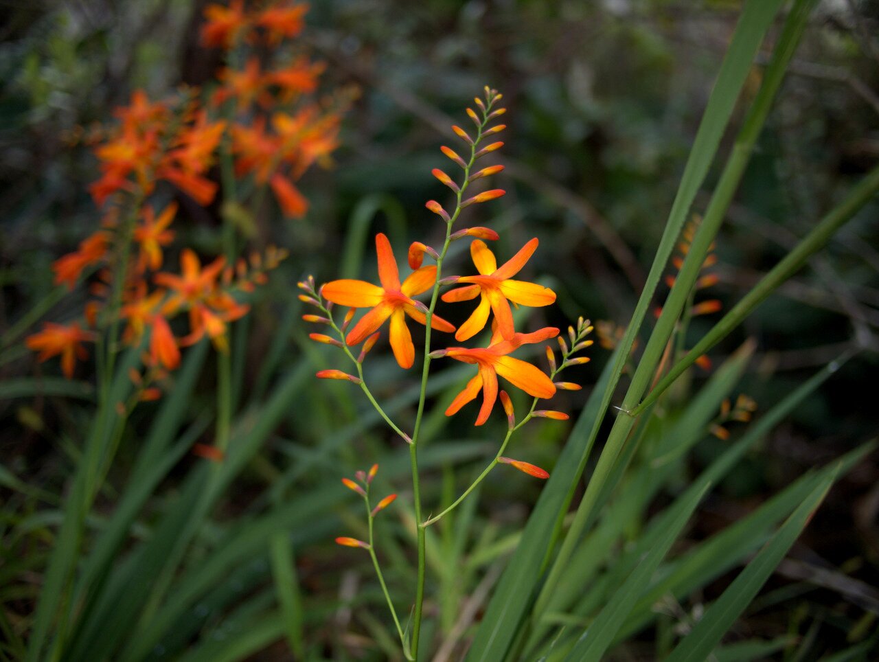orange flowers, Hawai‘i, Hawai‘i