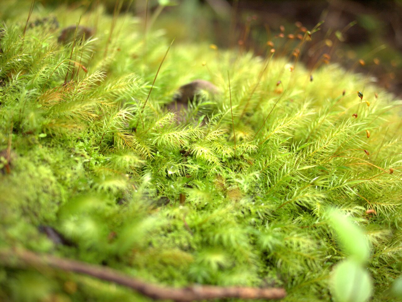 green moss, Hawai‘i, Hawai‘i