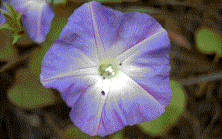 pixelated morning glory, Hawai‘i, Hawai‘i