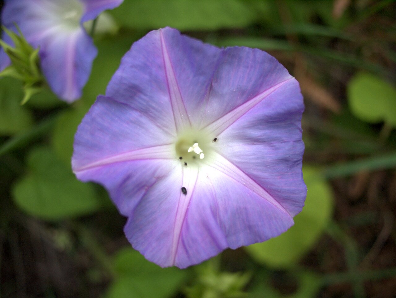 morning glory, Hawai‘i, Hawai‘i