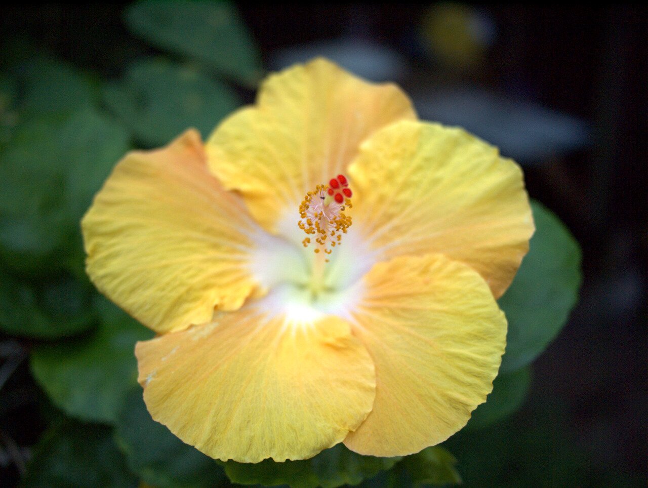 yellow hibiscus, Hawai‘i, Hawai‘i