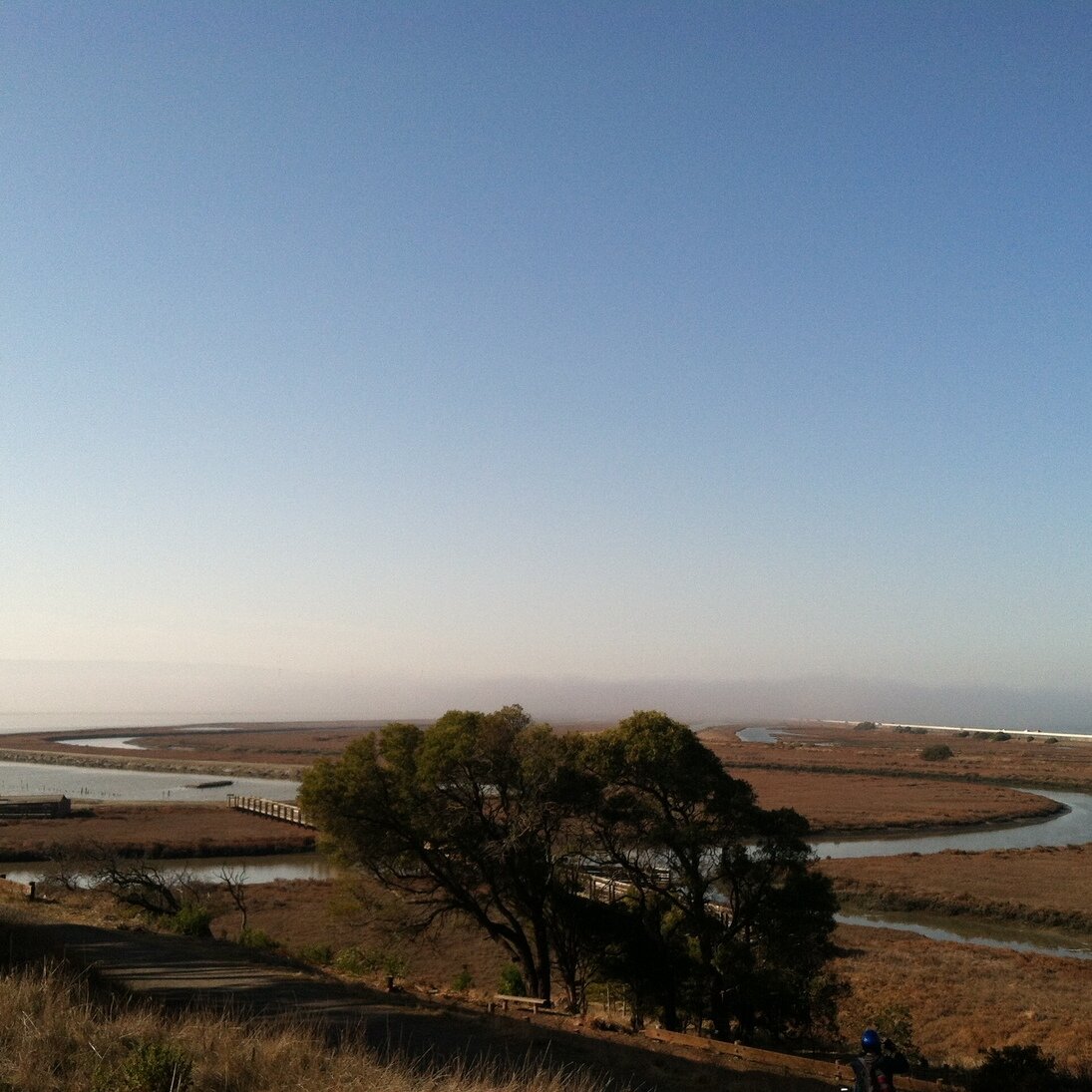 trees and canals, Alviso, California