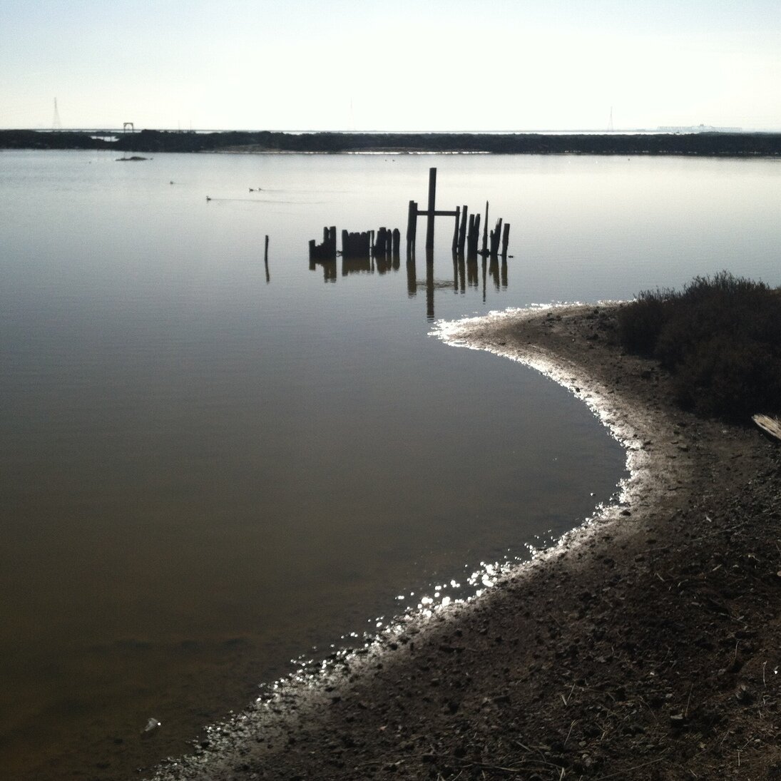 water and wood, Alviso, California
