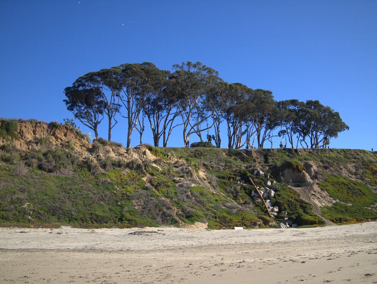 beach and eucalyptus, California
