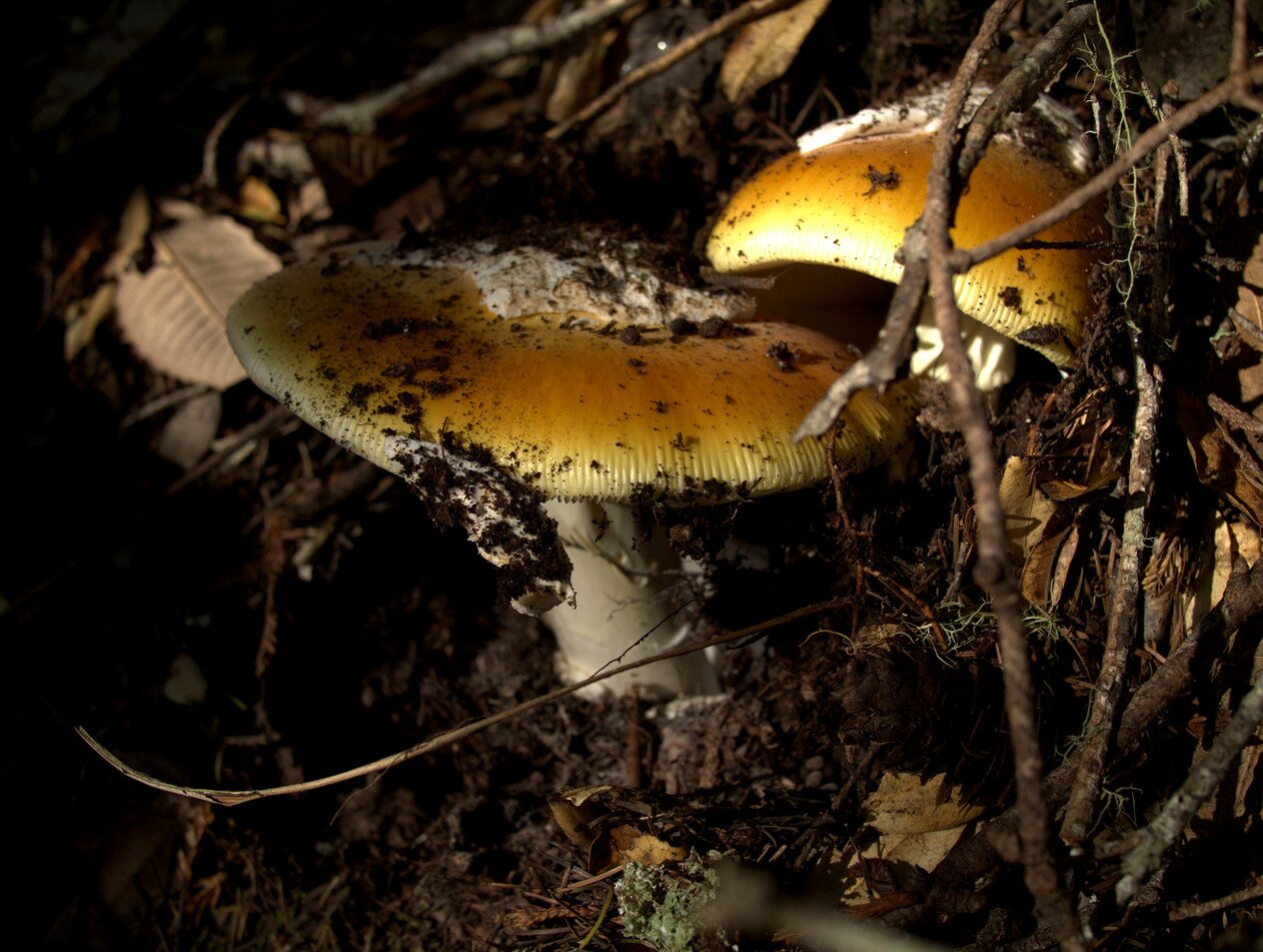 orange mushroom, California
