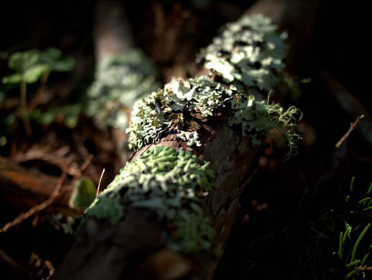 forest lichen, California