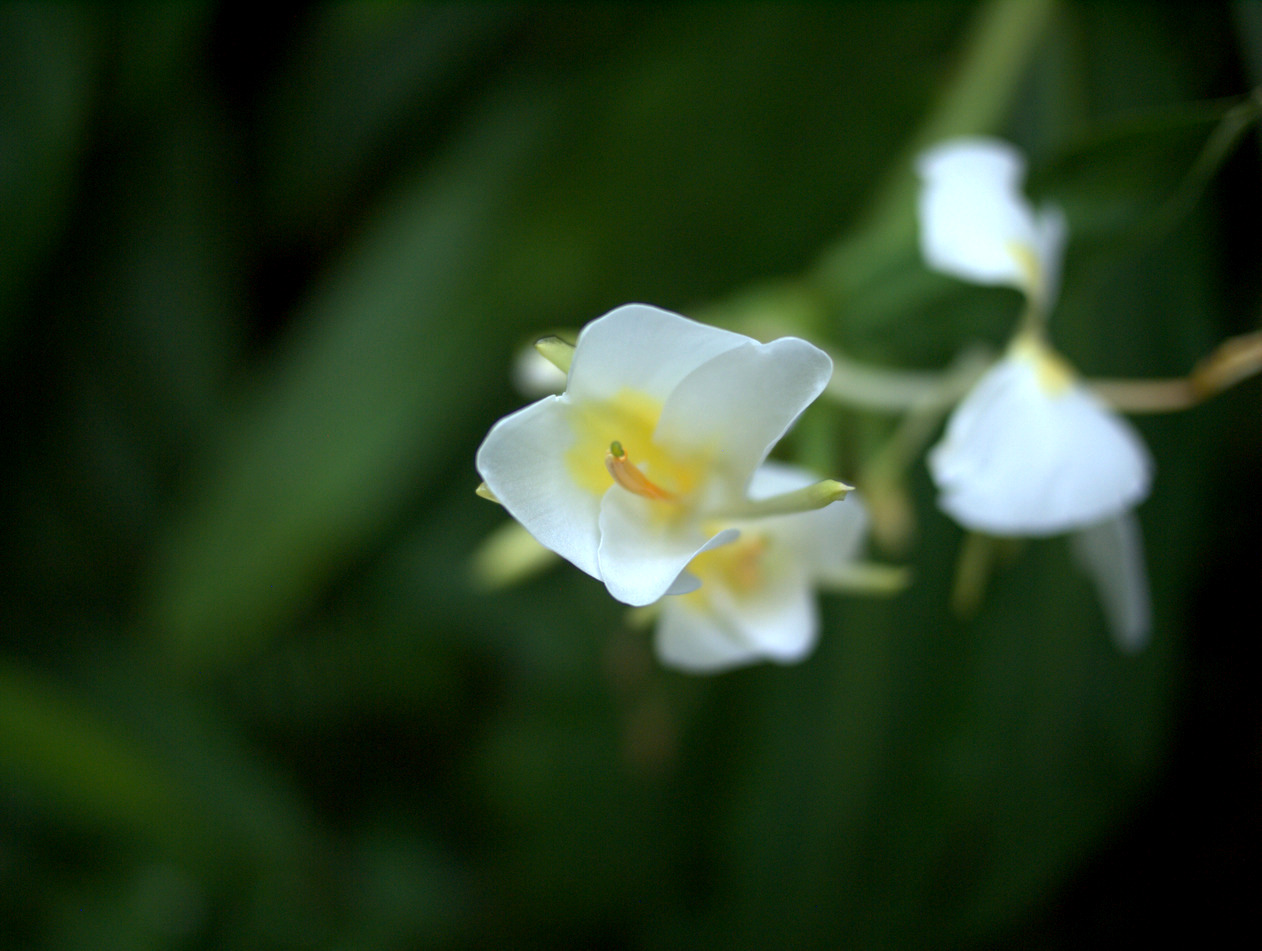 young plumeria, Hawai‘i, Hawai‘i