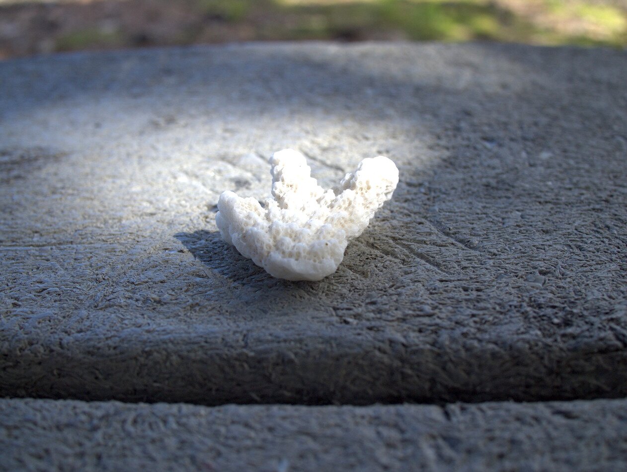 coral on concrete, Hawai‘i, Hawai‘i