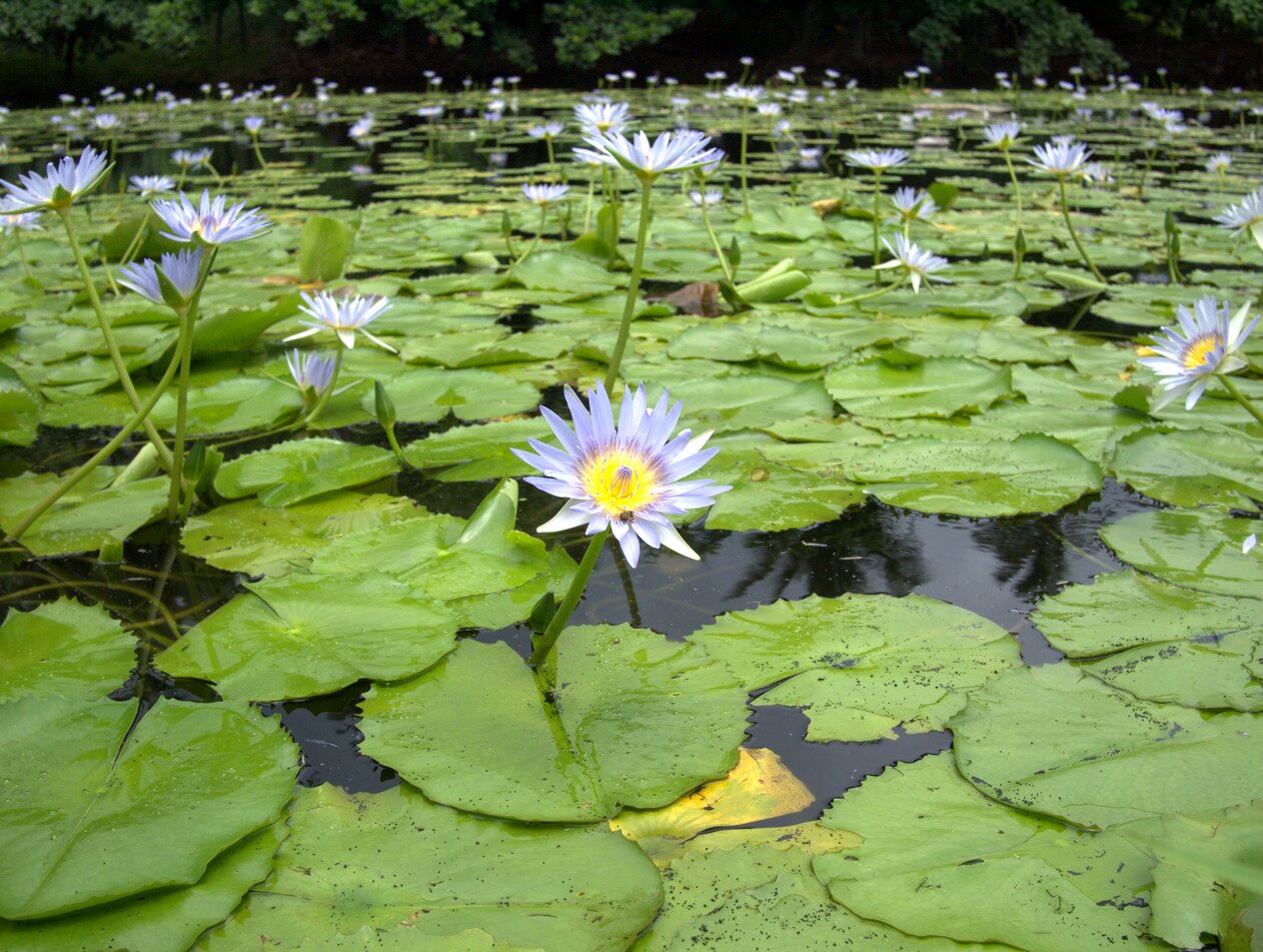 water lilies, Hawai‘i, Hawai‘i
