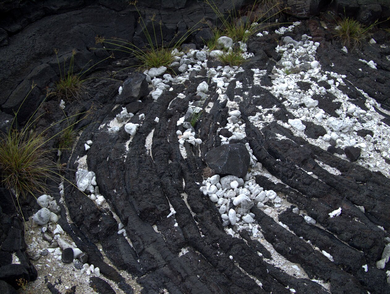 white coral, black lava, Hawai‘i, Hawai‘i