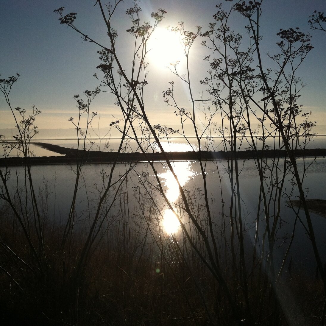 dry silhouettes, Alviso, California