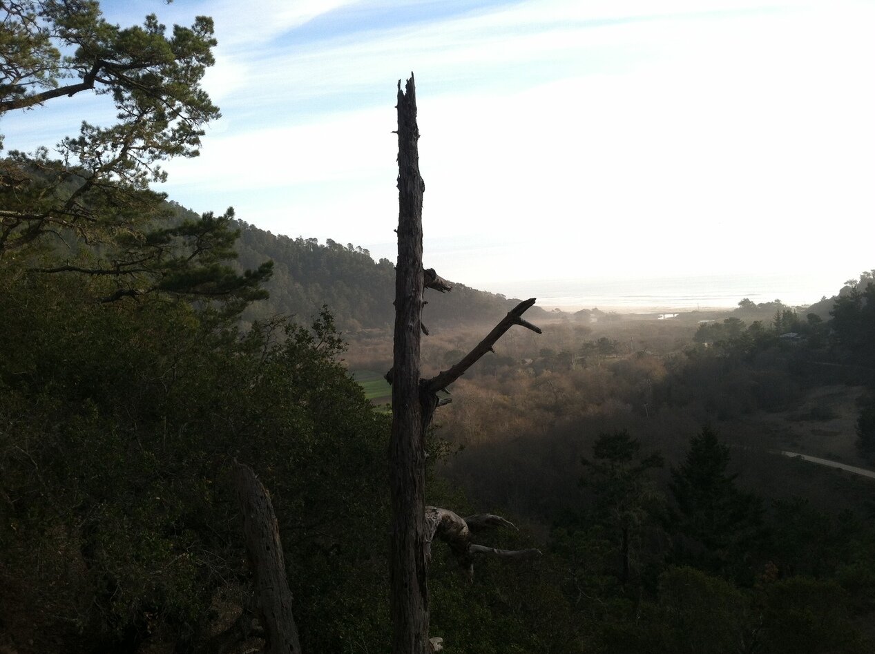 tree and valley, Seacliff, California