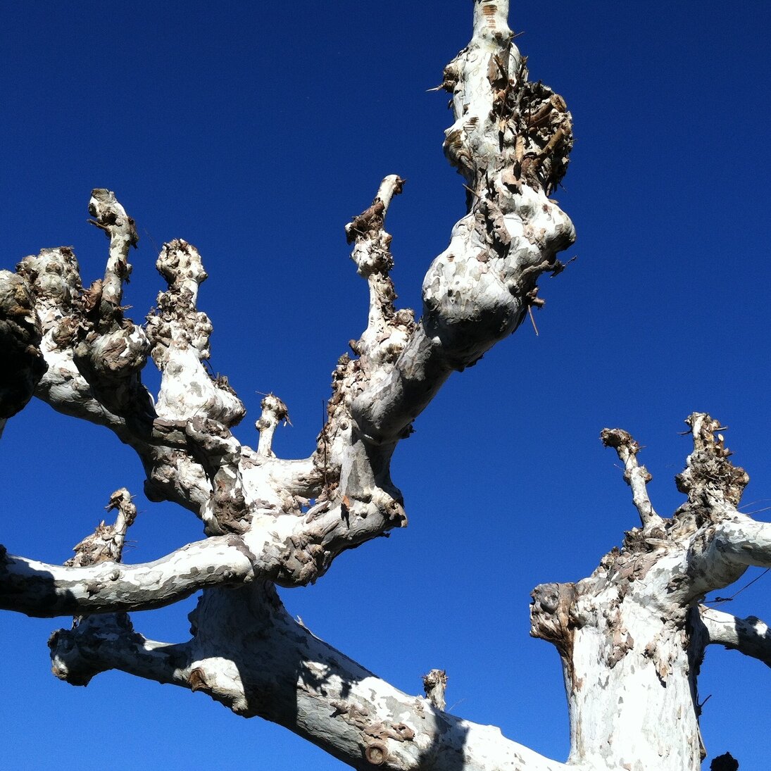 winter sycamore, San José, California