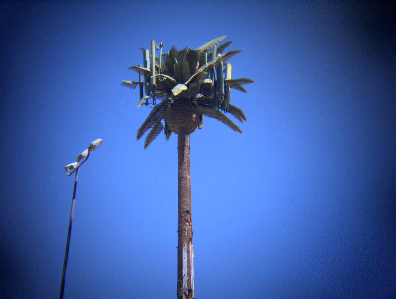 Verizon tree, palm hybrid, Las Vegas, Nevada