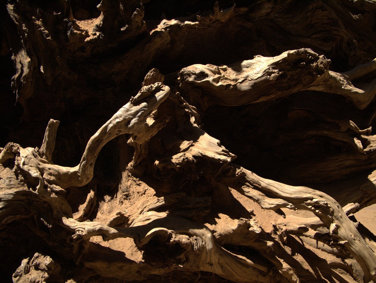 root structure, Yosemite, California