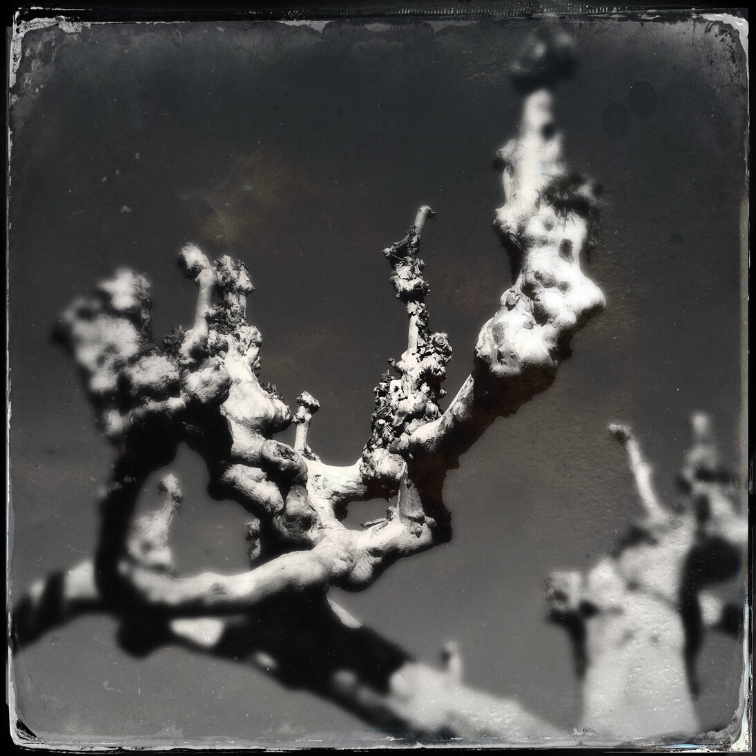 winter sycamore, San José, California, Hipstamatic