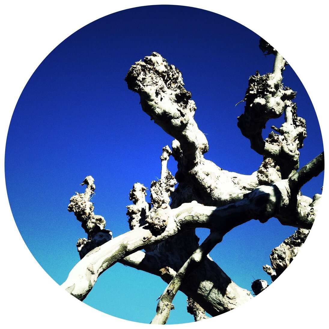 winter sycamore, San José, California, Hipstamatic