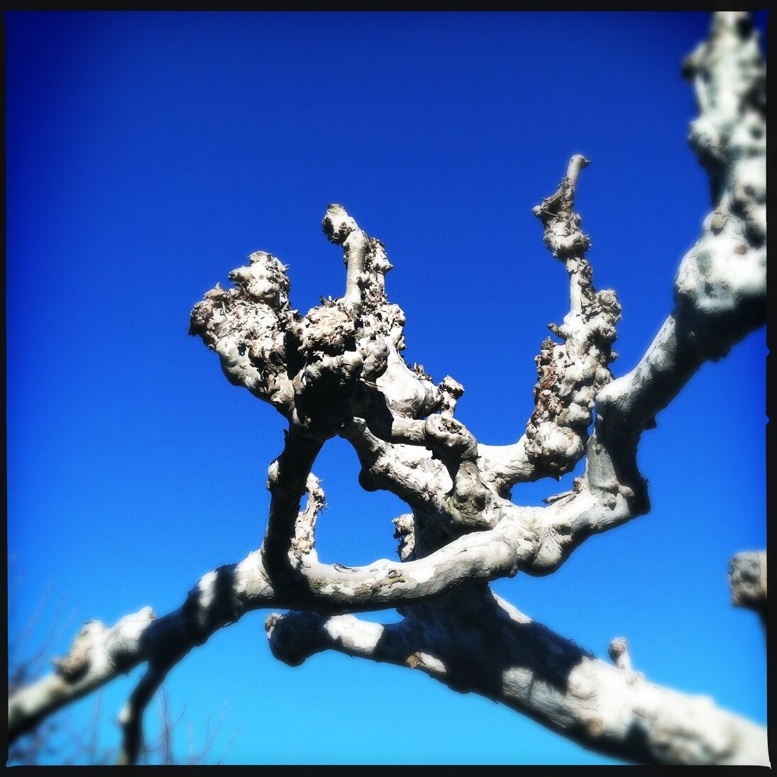 winter sycamore, San José, California, Hipstamatic