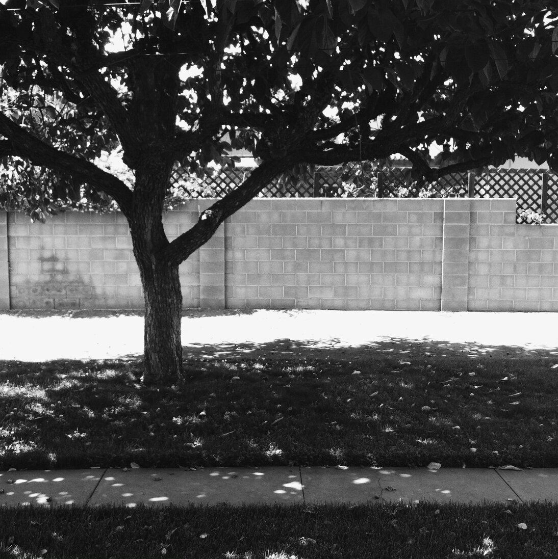 persimmon tree and block wall, San José, California