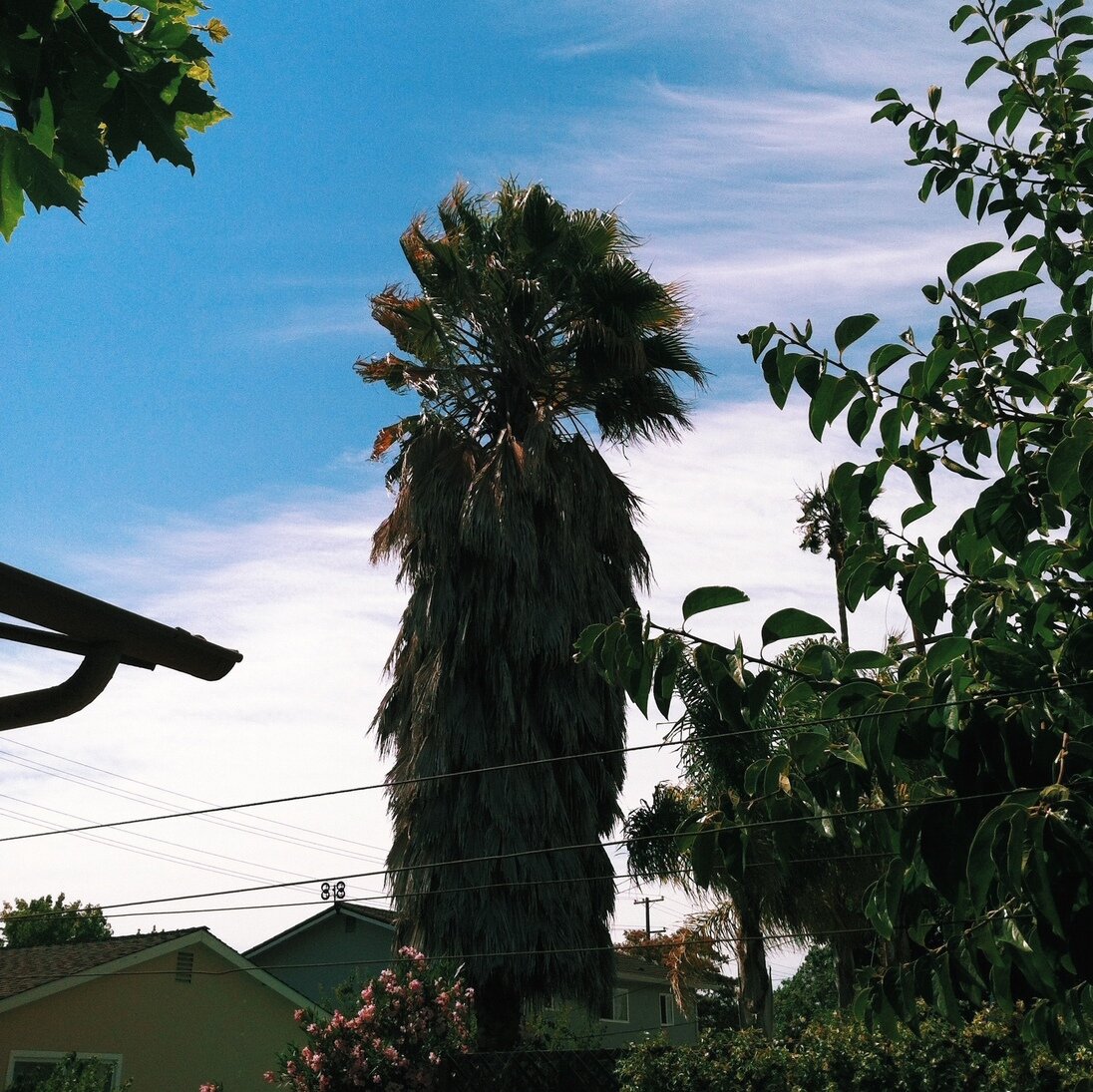 shaggy palm tree, San José, California