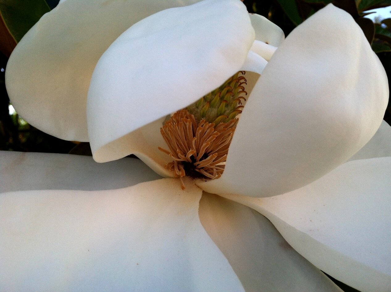 magnolia blossom, San José, California