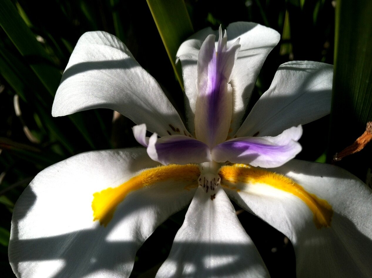 fortnight lily, San José, California