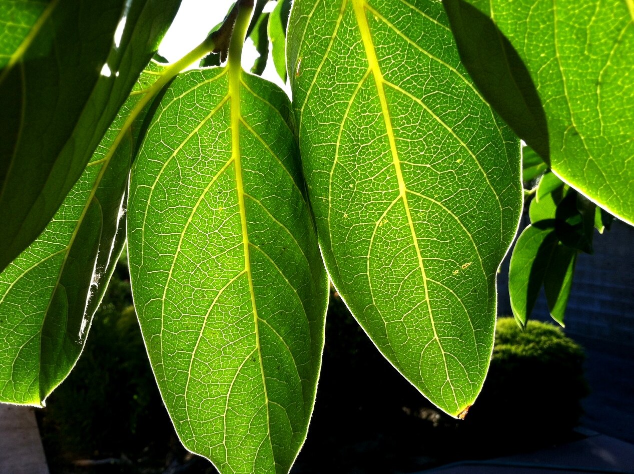 persimmon leaf structure, California