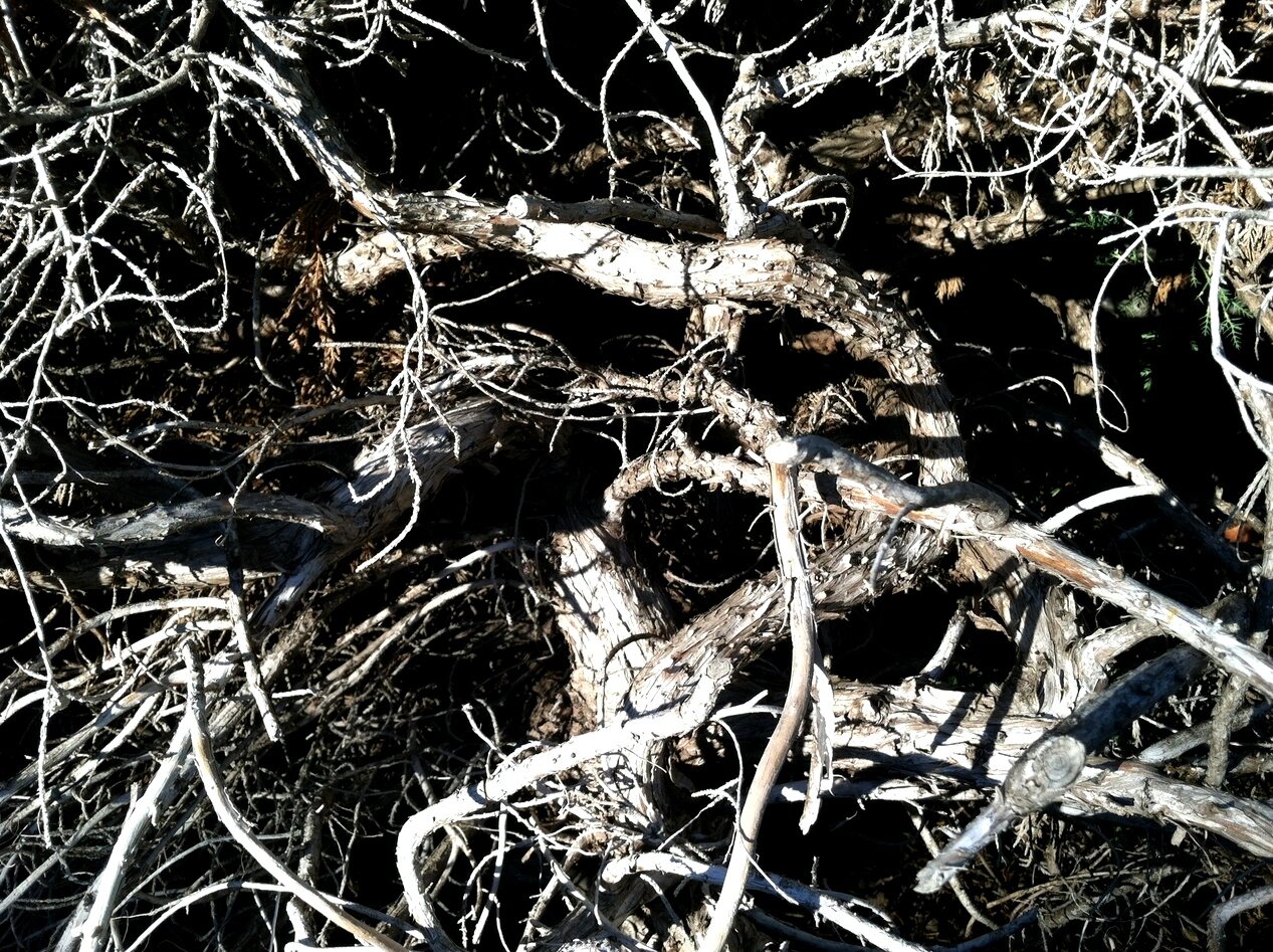juniper branches, California