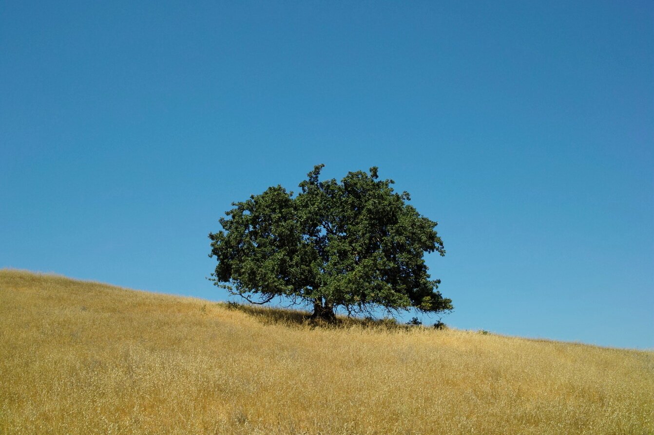 oak tree, San José, California