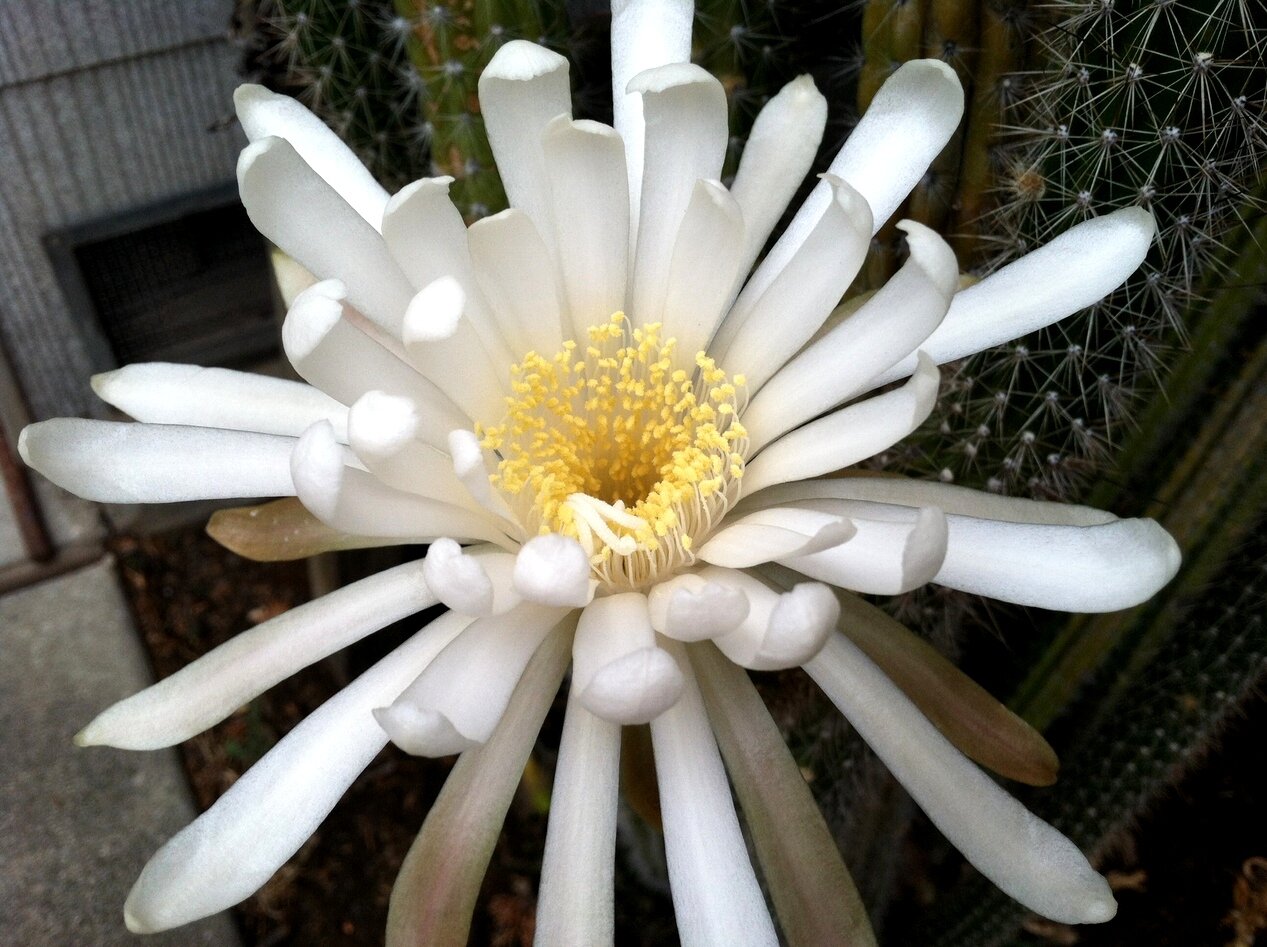 night-blooming cereus, San José, California