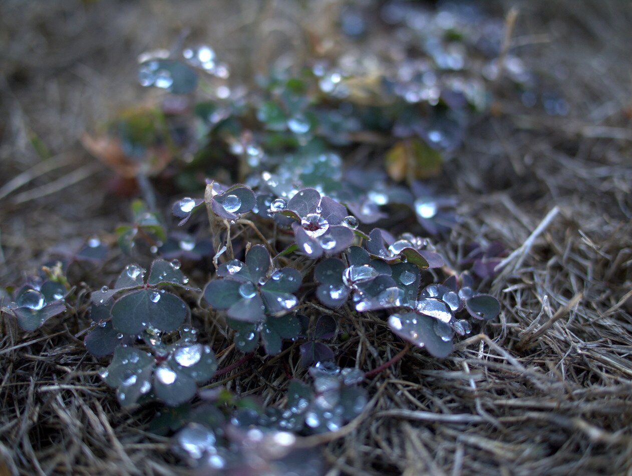 oxalis and dew, California