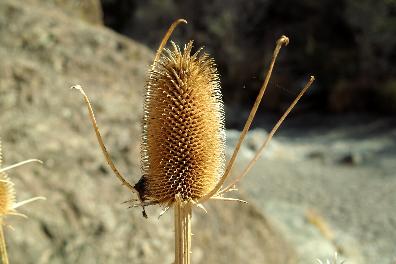 dried teasel, California