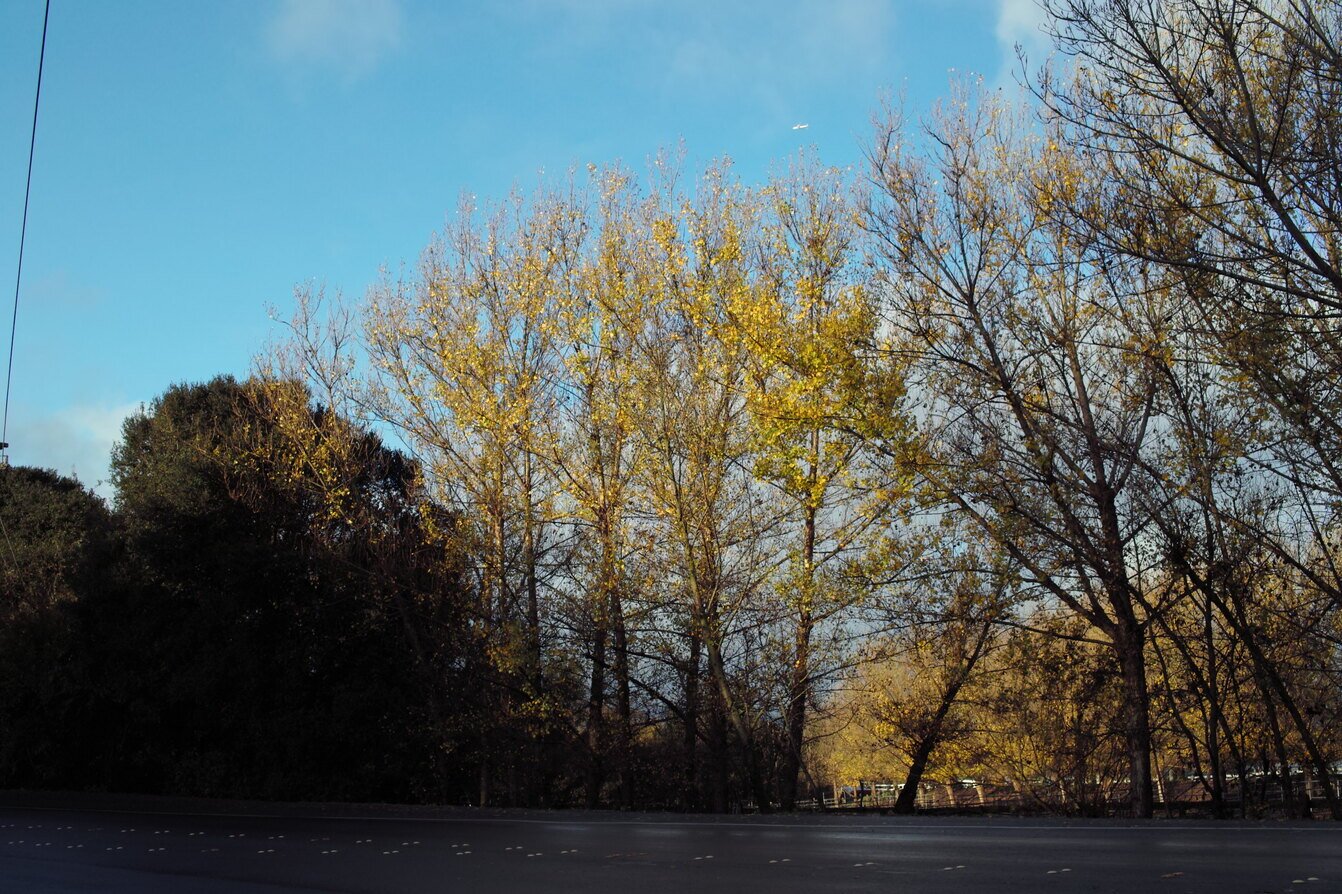 morning sun, winter trees, California