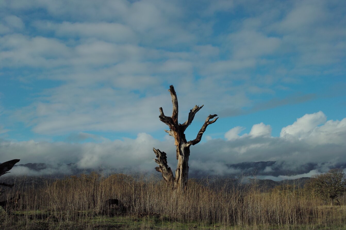 lone sentinel, Stanford, California