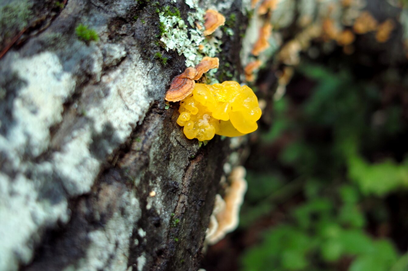 yellow jelly fungus, California