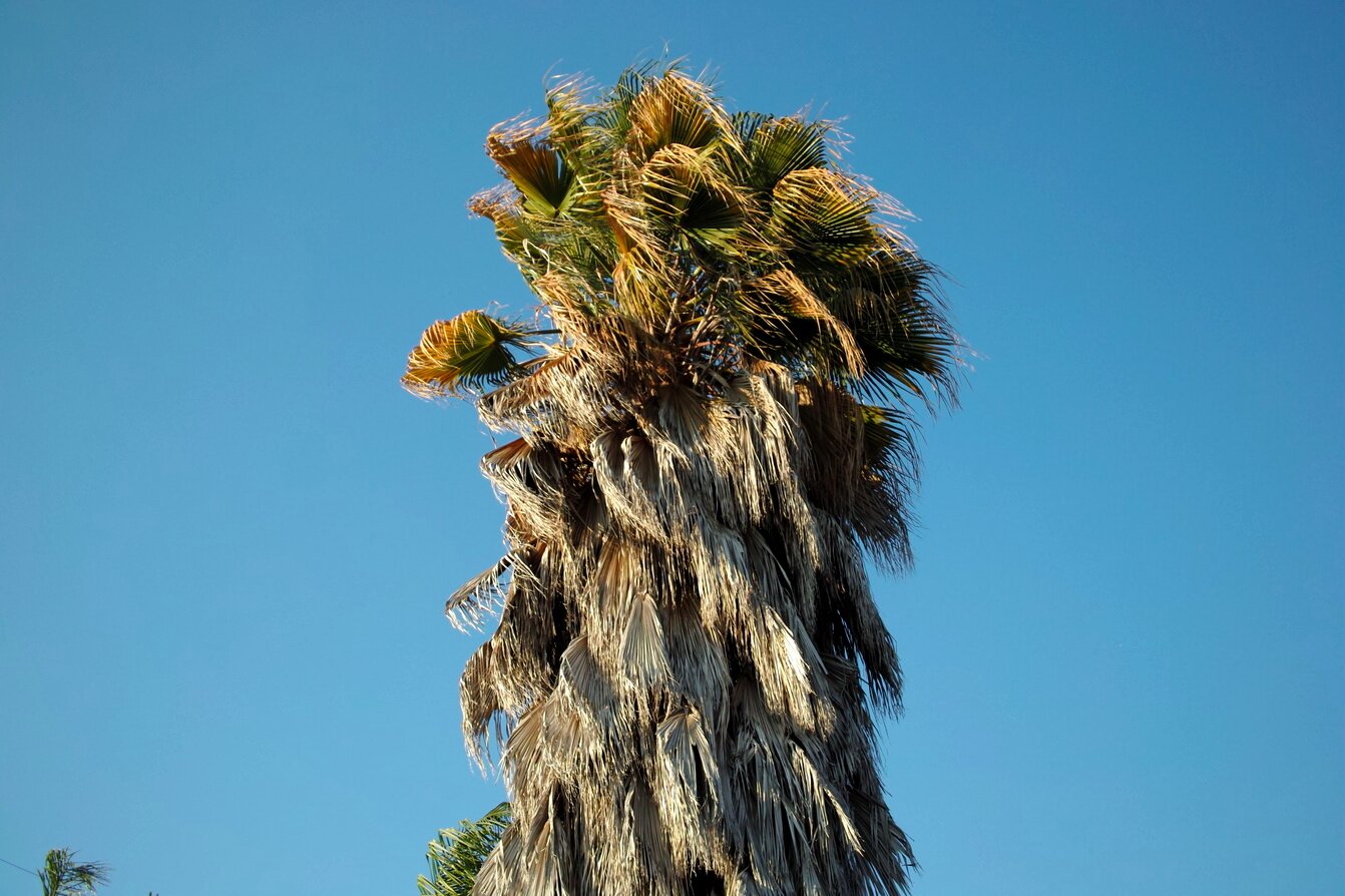 palm tree, San José, California