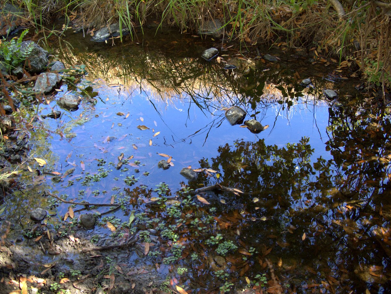 puddle and reflections, California
