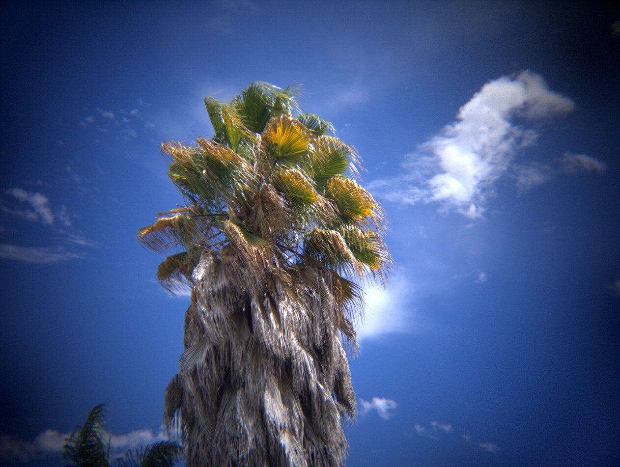 vignetted palm tree, San José, California