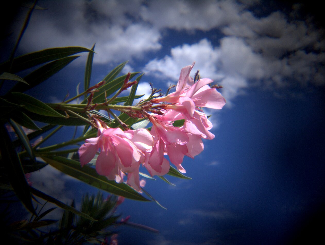 oleander spray, San José, California